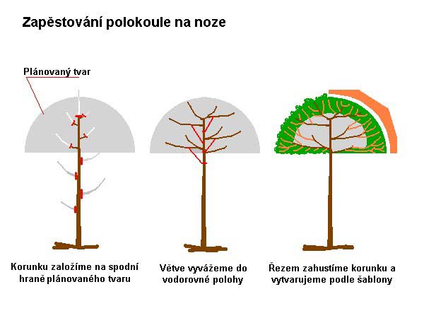 Založení tvaru na noze /K stránce o Tvarování dřevin/