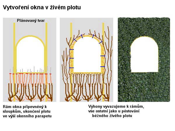 Založení okna v ž. plotě /K stránce o Tvarování dřevin/