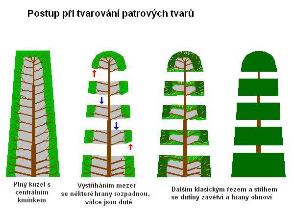 Založení patrových tvarů /K stránce o Tvarování dřevin/