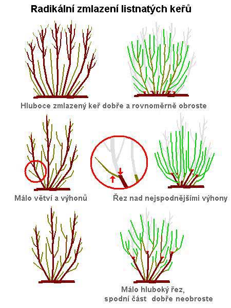 Radikální zmlazení keřů /K stránce o Řezu dřevin/