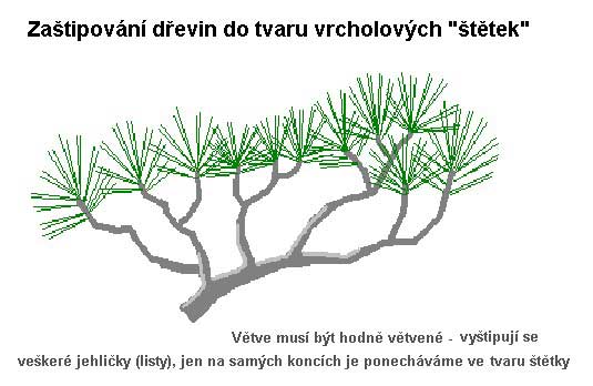 Tvarování do koncových štětek /K stránce o Tvarování dřevin/