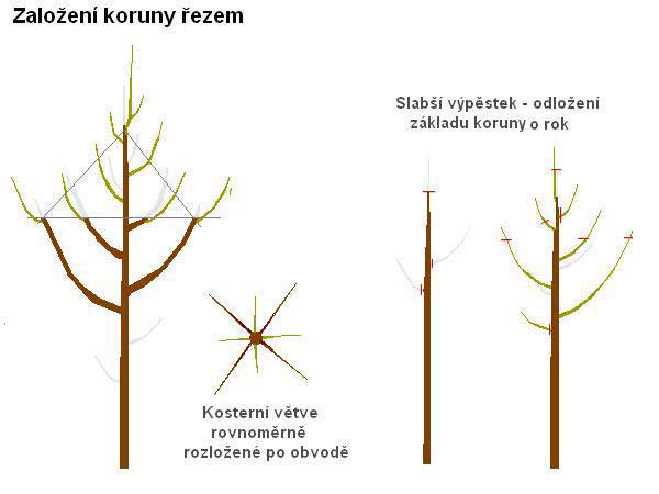 Založení koruny /K stránce o Řezu dřevin/