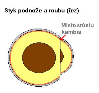 Srůst kambia /K stránce o Množení/