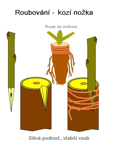 Štěpování - kozí nožka /K stránce o Množení/