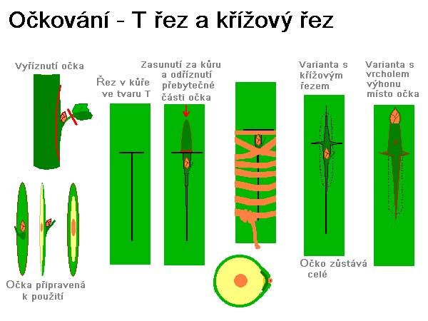 Štěpování - T - řez /K stránce o Množení/