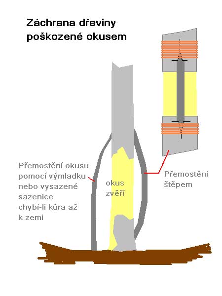 Přemostění okusu /K stránce o Množení/