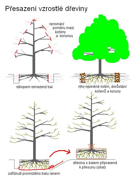 Přesaz. starších dř. /K stránce Použití dřevin/