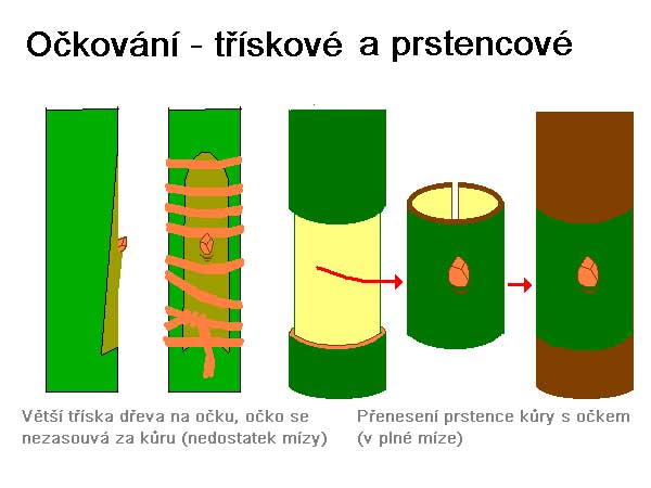 Štěpování - prstencové /K stránce o Množení/