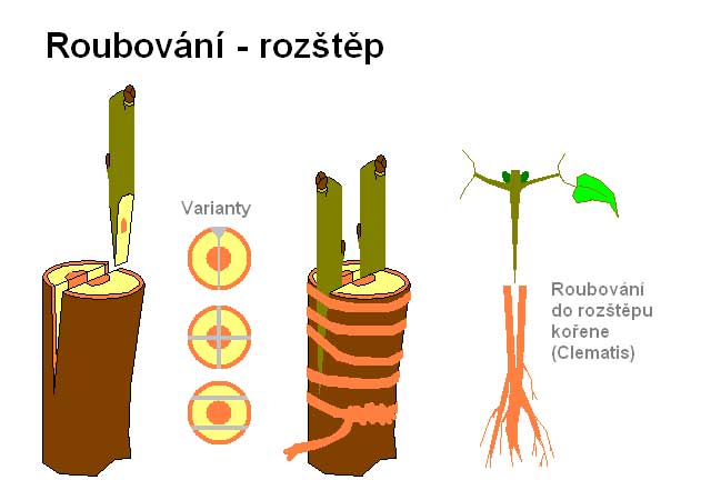 Štěpování - rozštěp /K stránce o Množení/