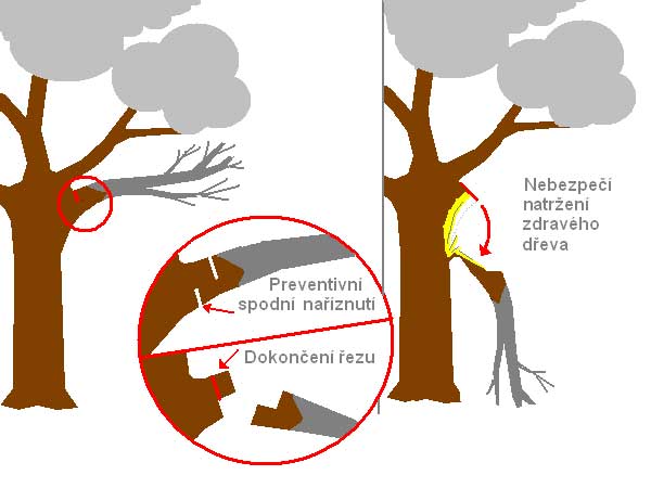 Řez hl. větví /K stránce o Řezu dřevin/