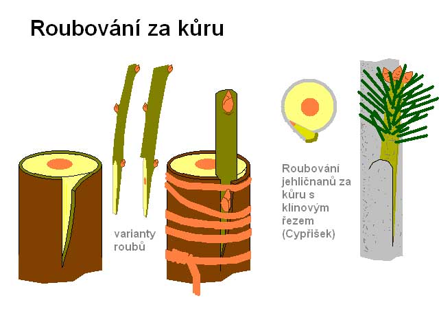 Štěpování - za kůru /K stránce o Množení/