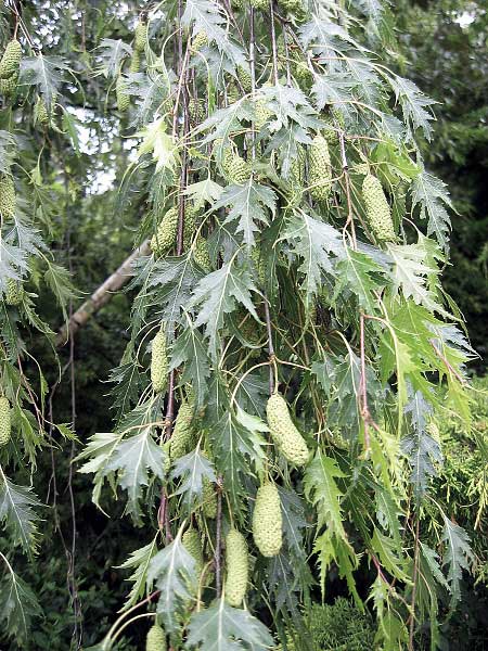 Betula verrucosa 'Dalecarlica' /Bříza bílá/