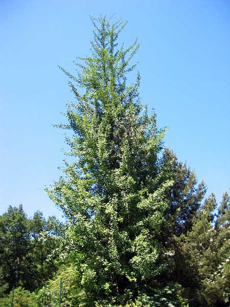 Ginkgo biloba 'Mayfield'  /Jinan dvoulaločný/