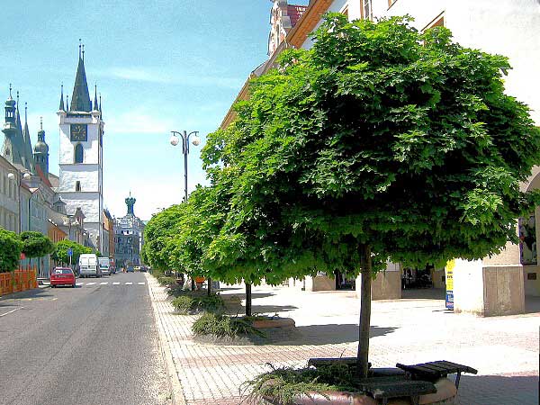 Javory v ulicích /K stránce Použití dřevin/