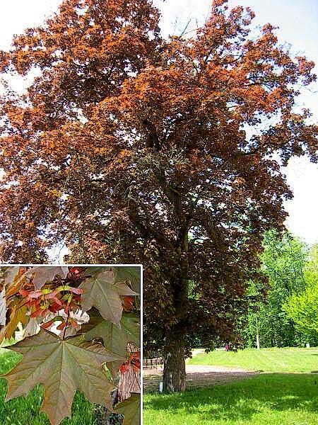 Acer saccharum  /Javor cukrový/