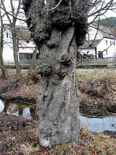 Kmen jírovce /K stránce Použití dřevin/