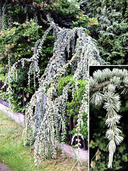 Cedrus atlantica 'Glauca Pendula/ /Cedr atlasský/