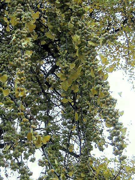 Ginkgo biloba  /Jinan dvoulaločný (plody)/