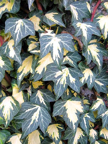 Hedera helix 'Goldheart' /Břečťan obecný/