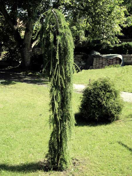 Larix decidua 'Repens'  /Modřín opadavý (roub.)/