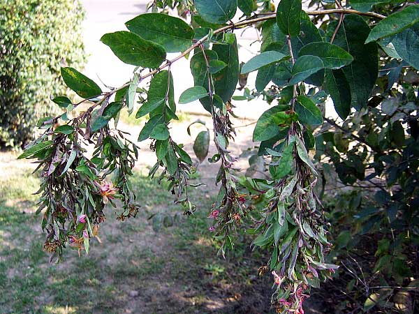 Lonicera - tzv. Liščí ohony /K stránce Použití dřevin/