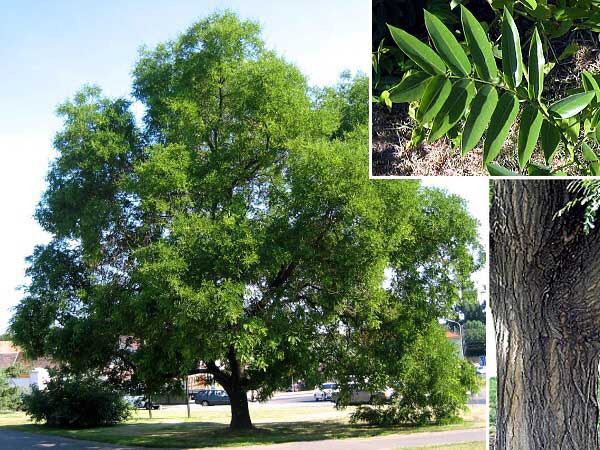 Sophora japonica  /Jerlín japonský/