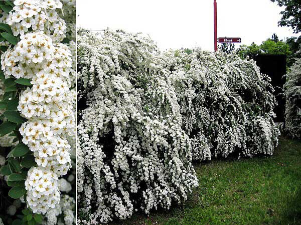 Spiraea x vanhouttei  /Tavolník van Houteův/