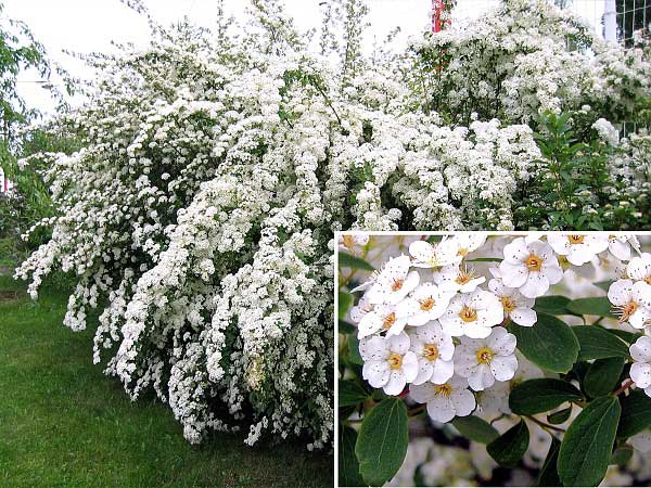 Spiraea x vanhouttei  /Tavolník van Houteův 1/