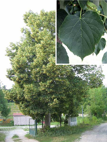 Tilia cordata  /Lípa srdčitá /