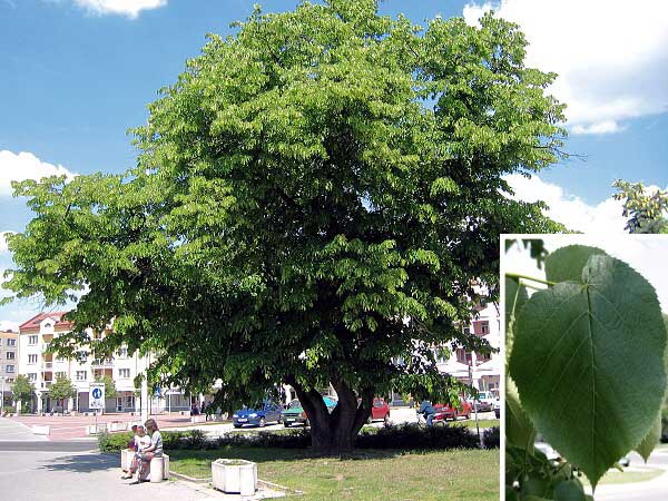 Tilia platyphyllos  /Lípa velkolistá/