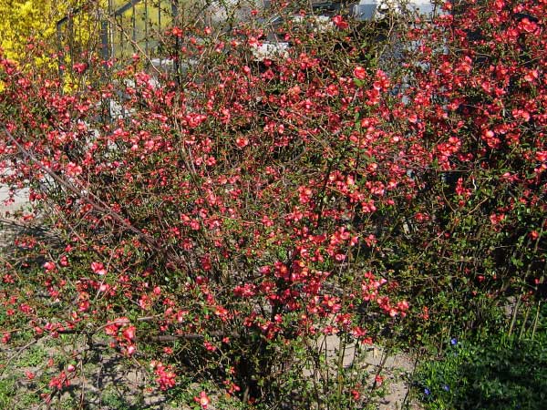 Chaenomeles speciosa /Kdoulovec lahvicovitý/