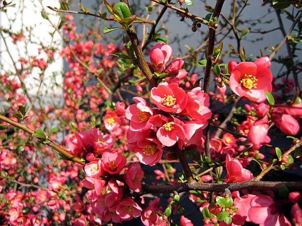 Chaenomeles speciosa /Kdoulovec lahvicovitý/