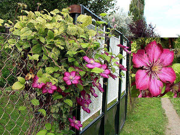 Clematis hybrid /Plamének kříženec/