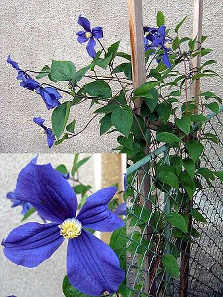 Clematis hybrid /Plamének/