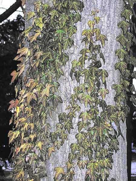 Hedera helix /Břečťan obecný/