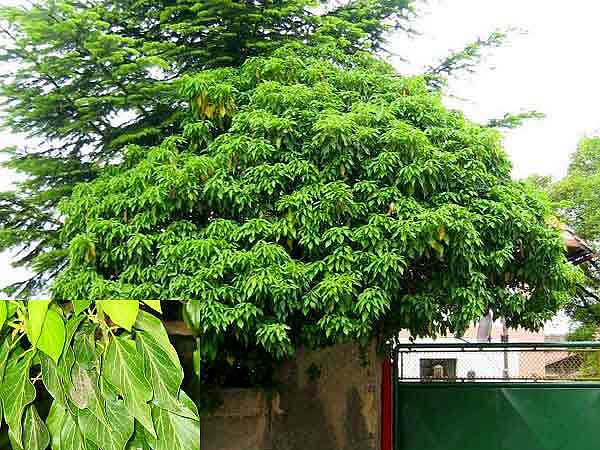 Hedera helix 'Arborescens'  /Břečťan obecný/