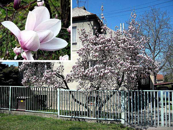 Magnolia x soulangiana  /Šácholan Soulangeův/