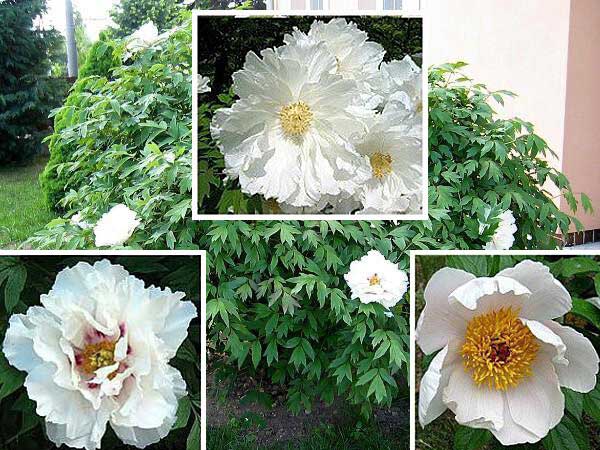 Paeonia suffruticosa /Pivoňka křovitá/