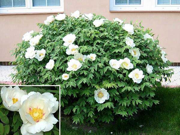 Paeonia suffruticosa  /Pivoňka křovitá/