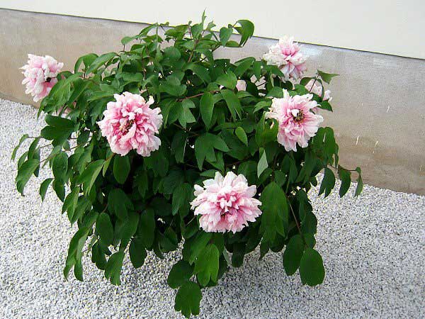 Paeonia suffruticosa  /Pivoňka křovitá/