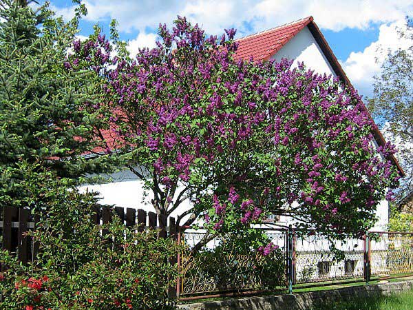 Syringa vulgaris /Šeřík obecný/